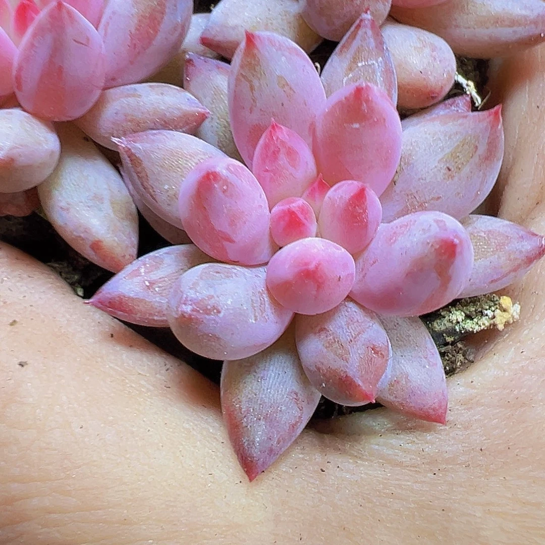 正版车厘子4个19包邮