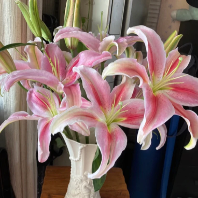 （罗迪）淡香百合东北基地直发顺丰包邮水生鲜切花居家办公
