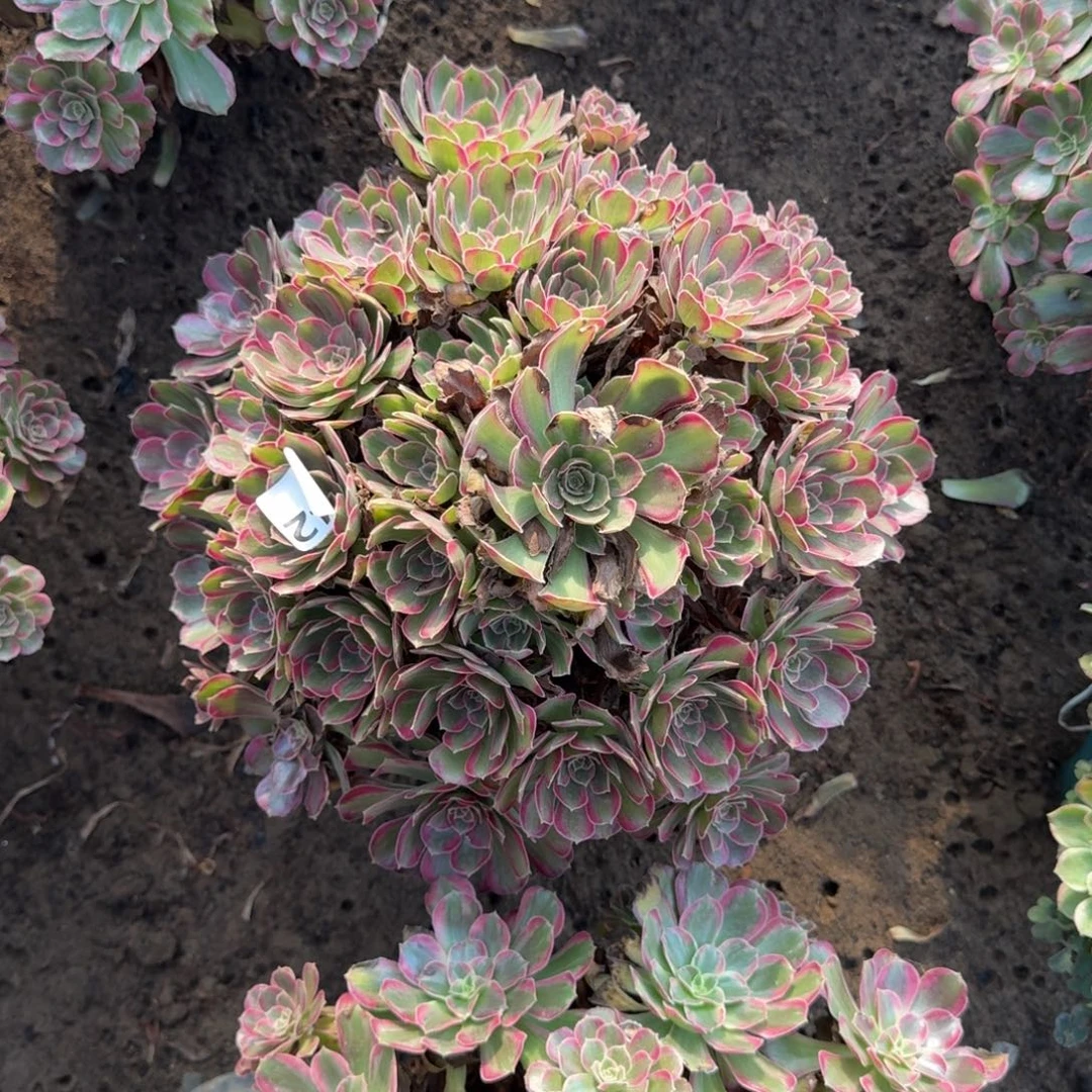 20-34 法师安娜542