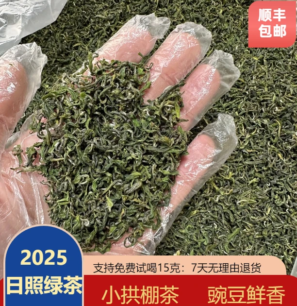日照绿茶小拱棚新茶春茶鲜嫩鲜爽鲜香