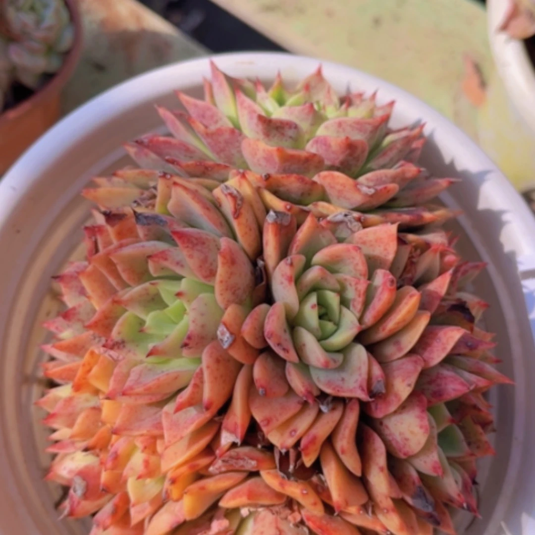 【闪购商品】贝拉多娜1978