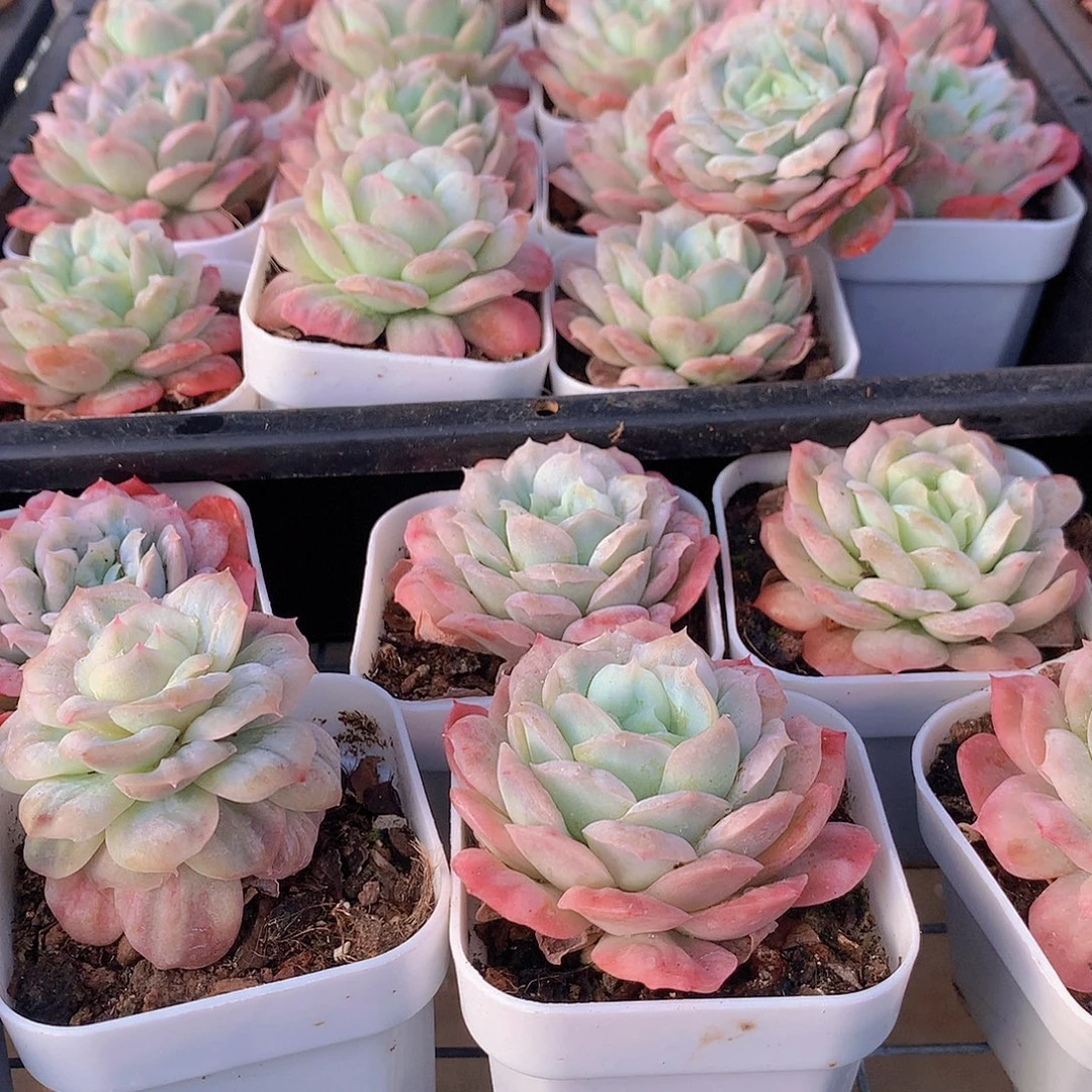 泡泡纱裙0000000000000000