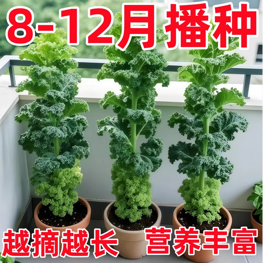 羽衣甘蓝种孑种子紫色蔬菜种籽四季食用耐寒盆栽阳台羽衣甘蓝菜籽