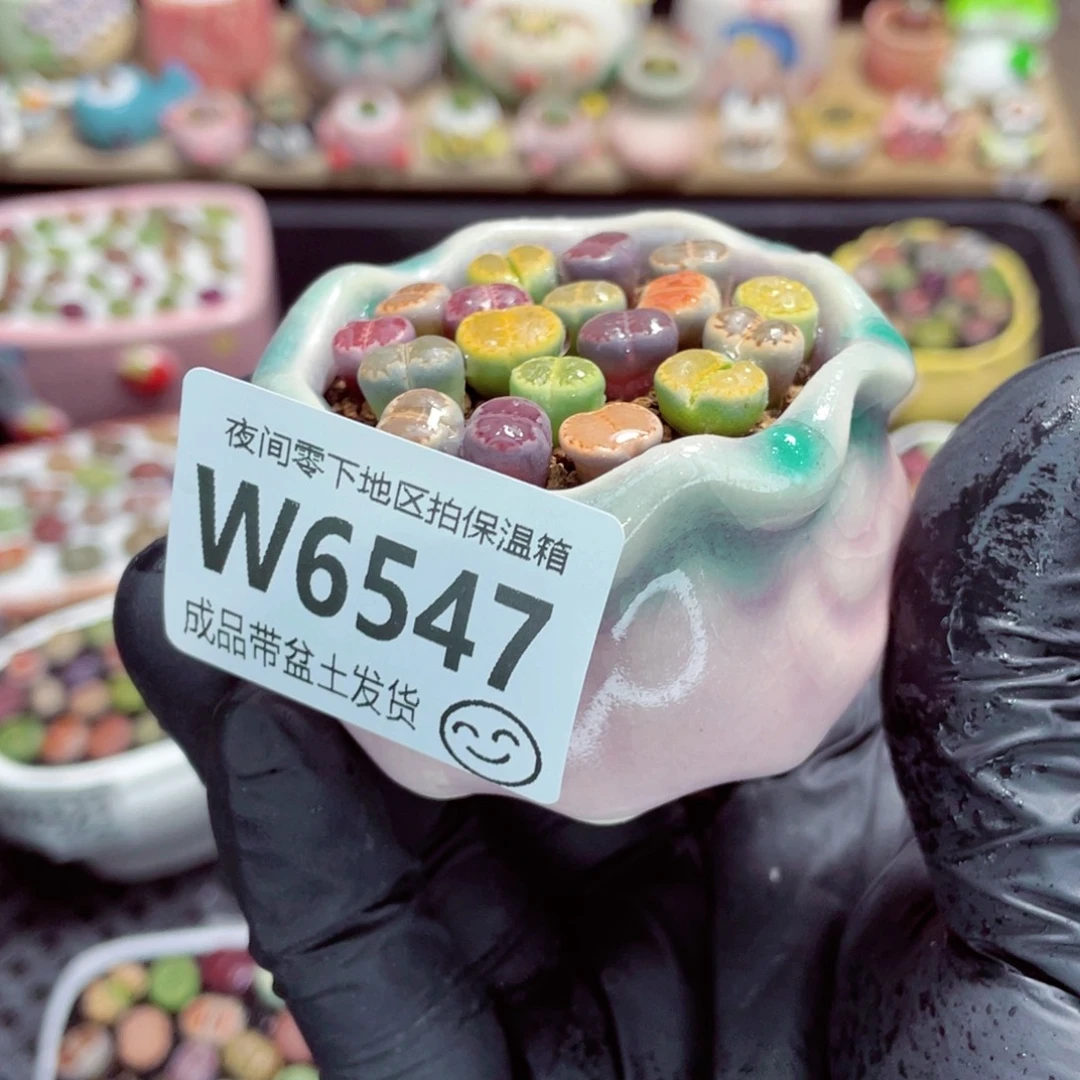 夜间零下地区拍保温箱w6547