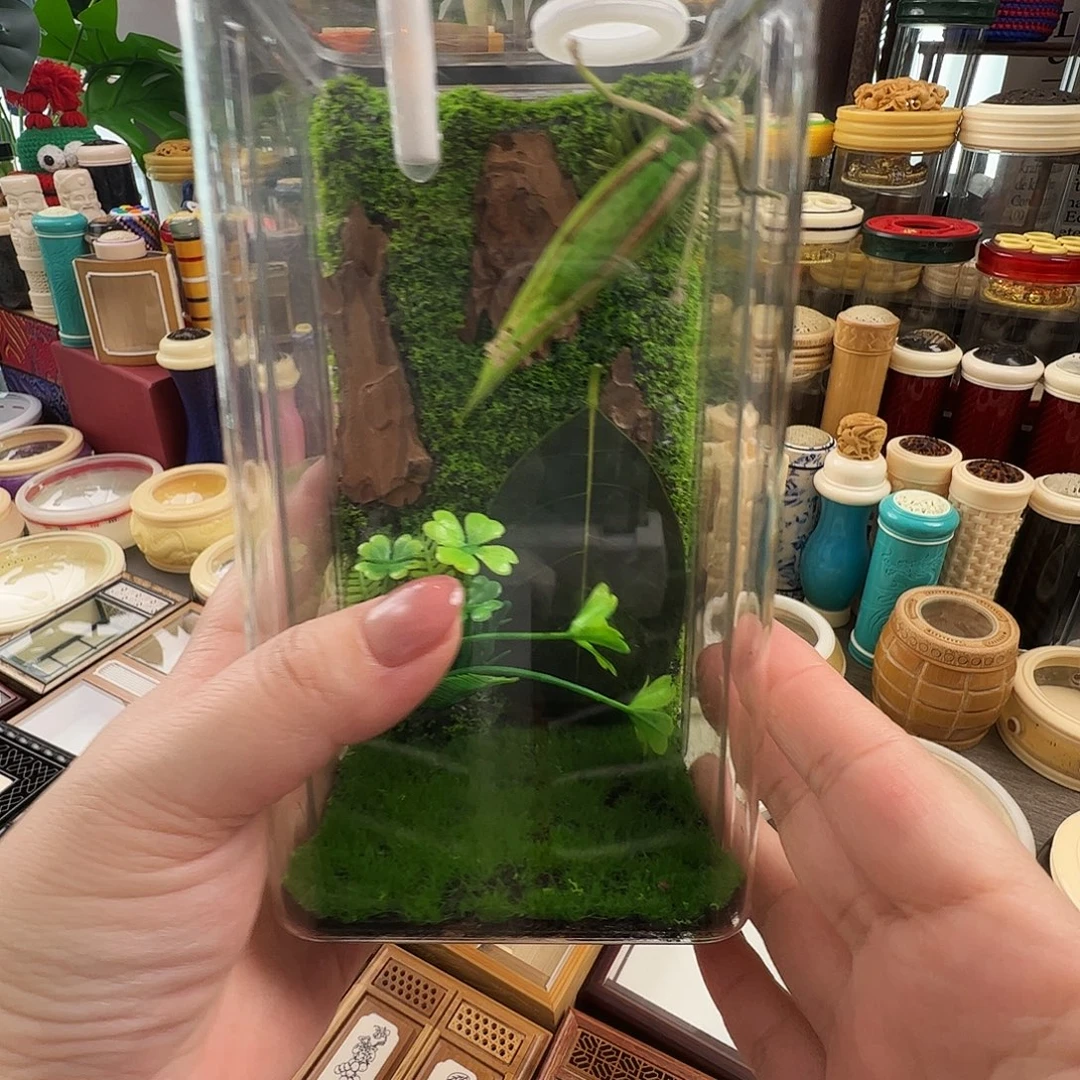 哈哈哈生态箱➕素背