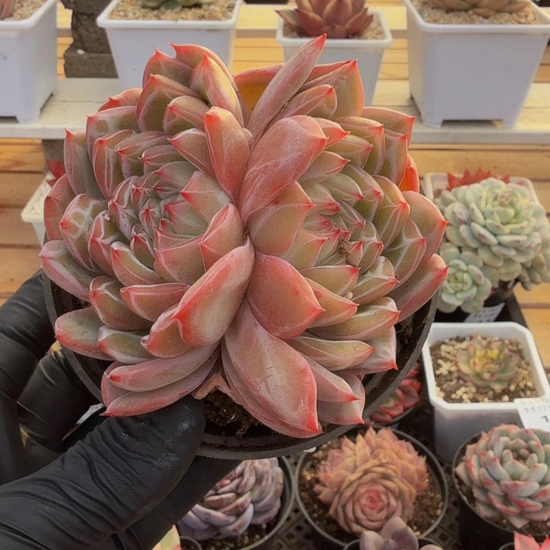 1129-18雪花珍妮双头