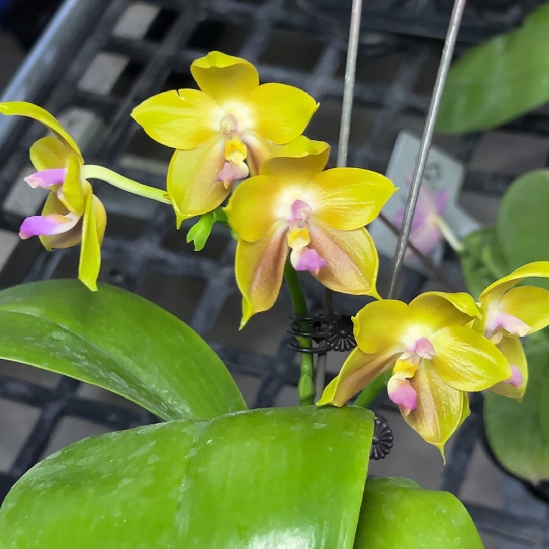 完全开放l075三寸22192