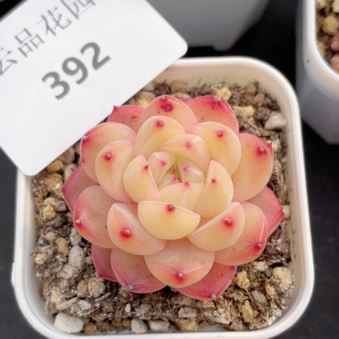 ～****～392号糖心冰心珍妮