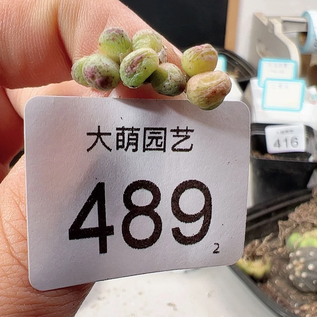 0000489 肉锥一物一拍……