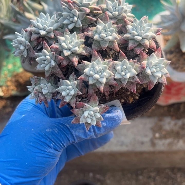 753号白菊多肉植物