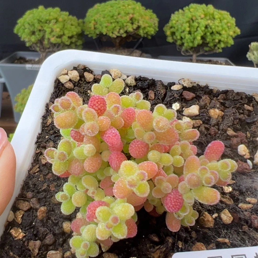 【闪购商品】k753实生桔子糖体验价