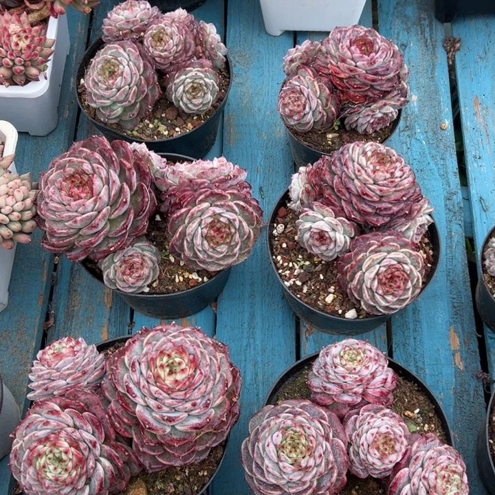 精品多肉植物老桩随机发一棵天鹅绒