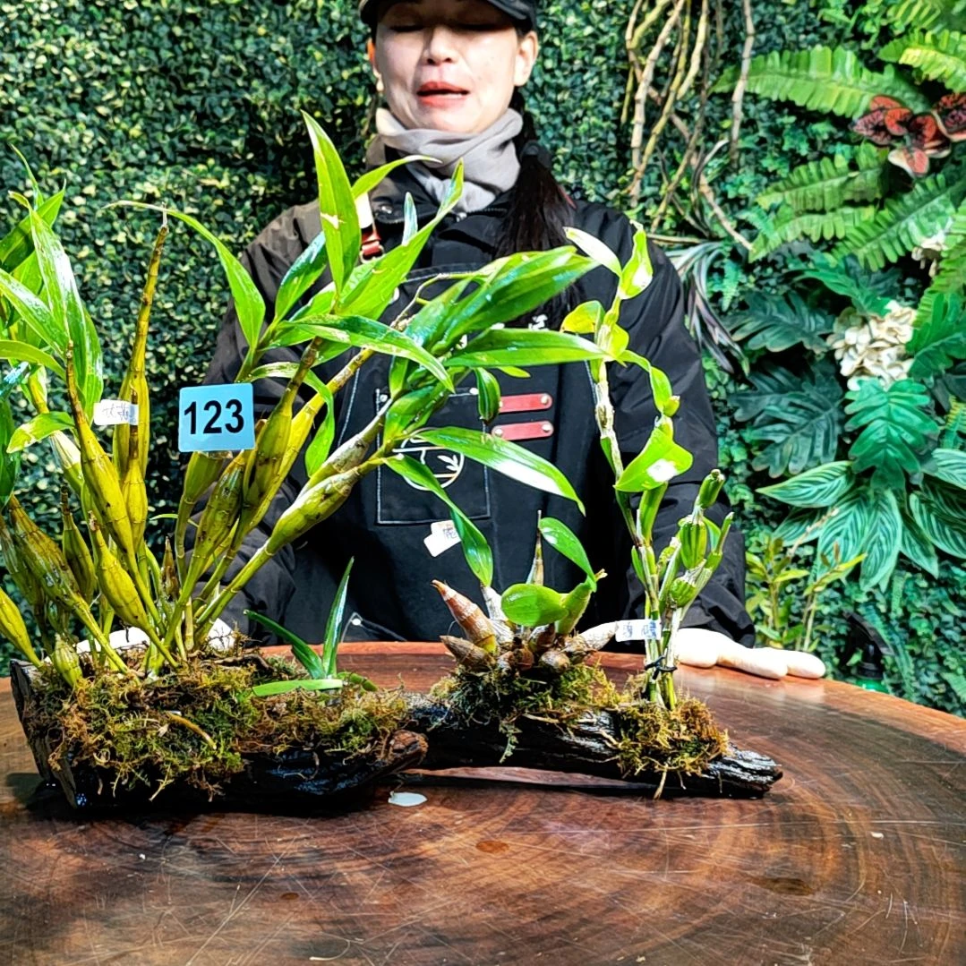 【闪购商品】123长苏虎牙蜂腰红花鸟舌兰花花