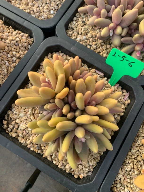 月蒙匠心精品多肉5