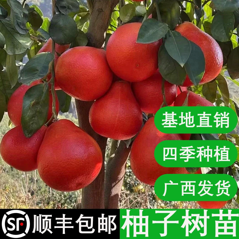 暹罗红柚苗红宝石青柚苗沙田柚子苗嫁接果树苗南方四季盆栽庭院