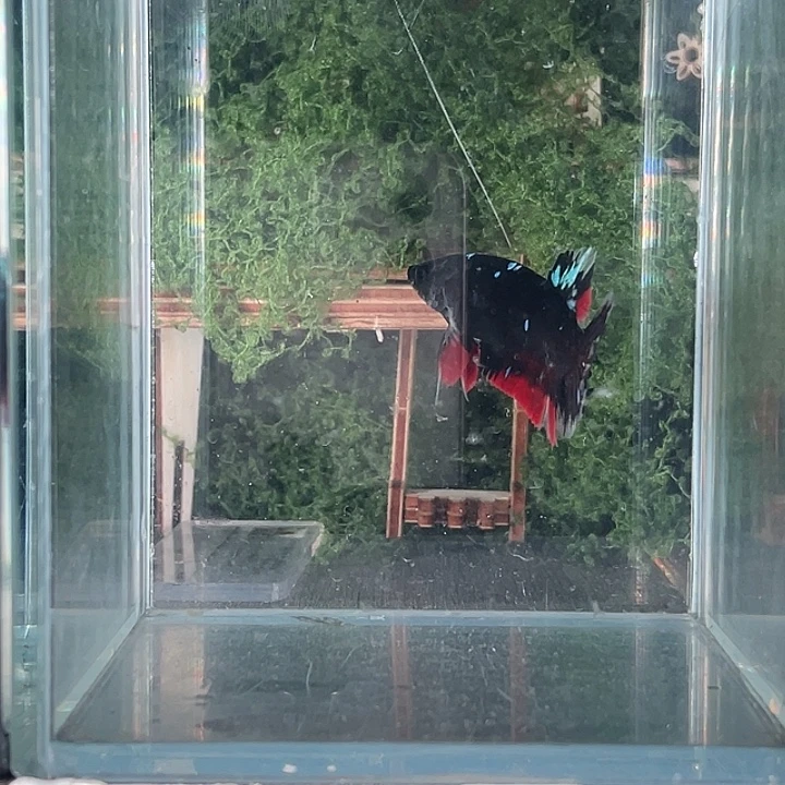 斗鱼活体不退不换谢谢