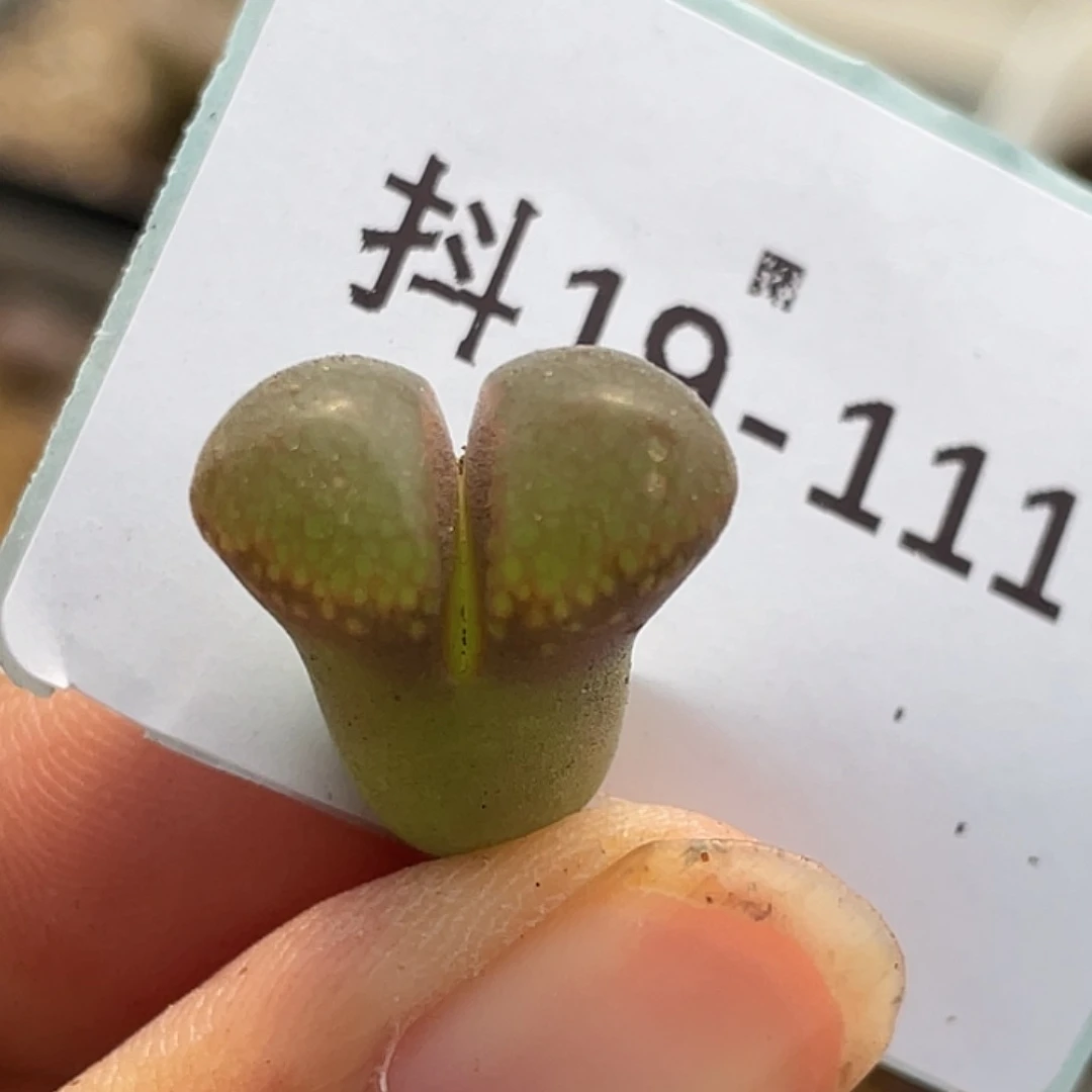 19-111风铃多肉植物