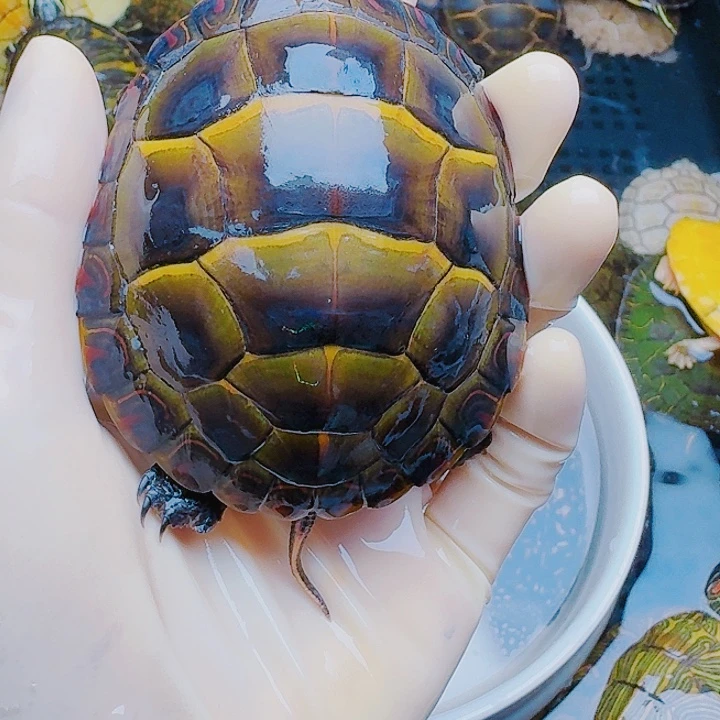 解***说绿毛龟母22222222222