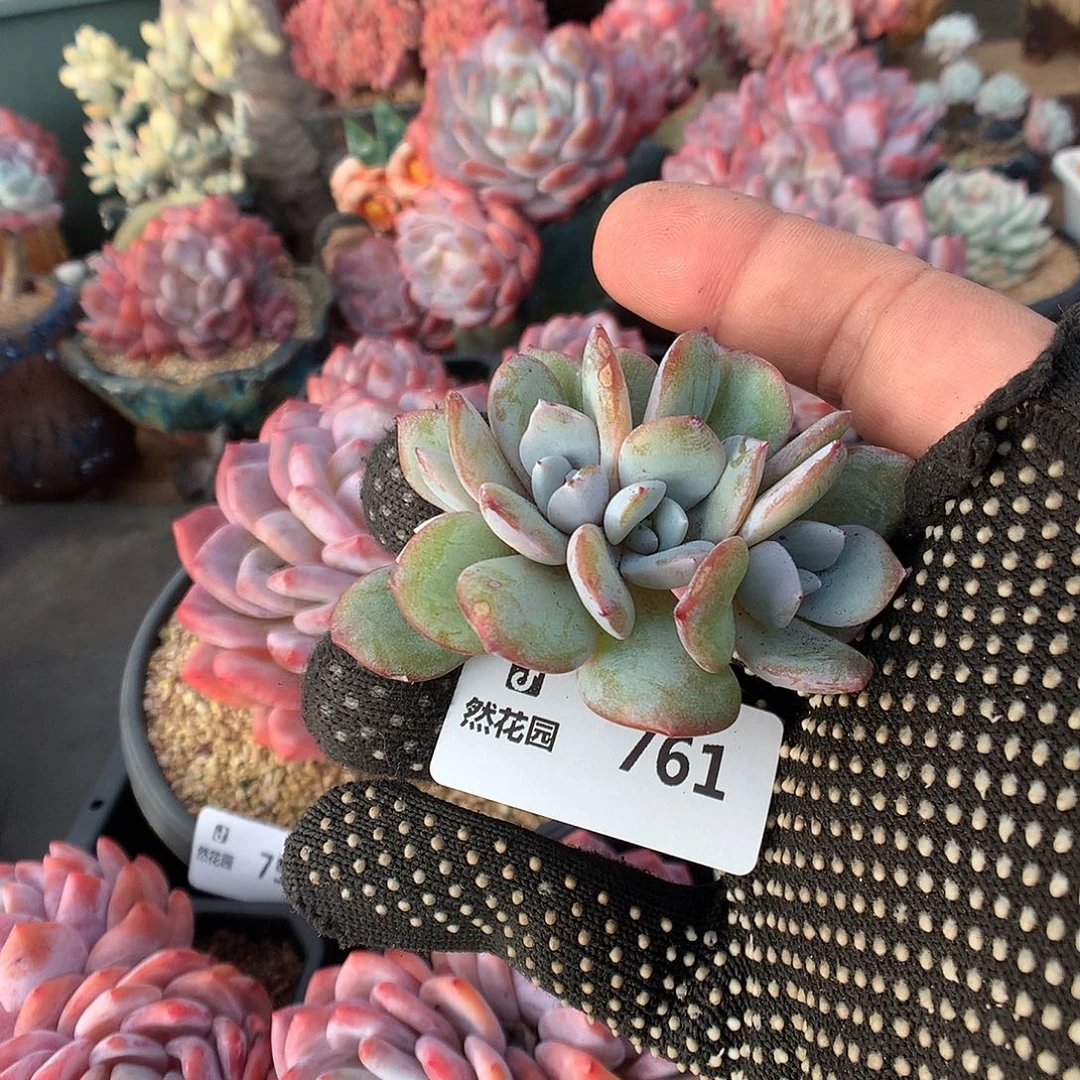 761奶茶多肉植物666