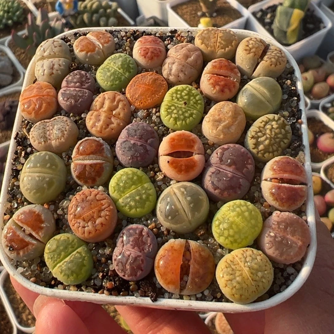 编号组合多肉植物百科