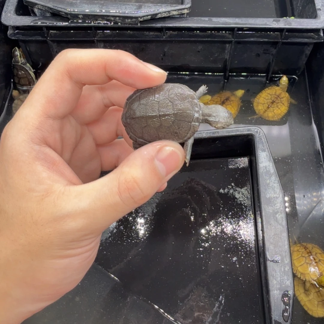 不分公母宠物龟西非