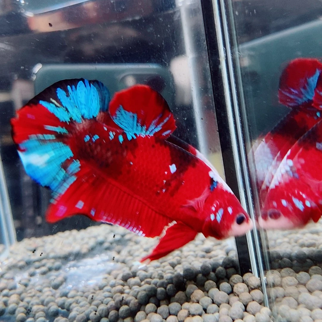 斗鱼黑157号巨斗将军