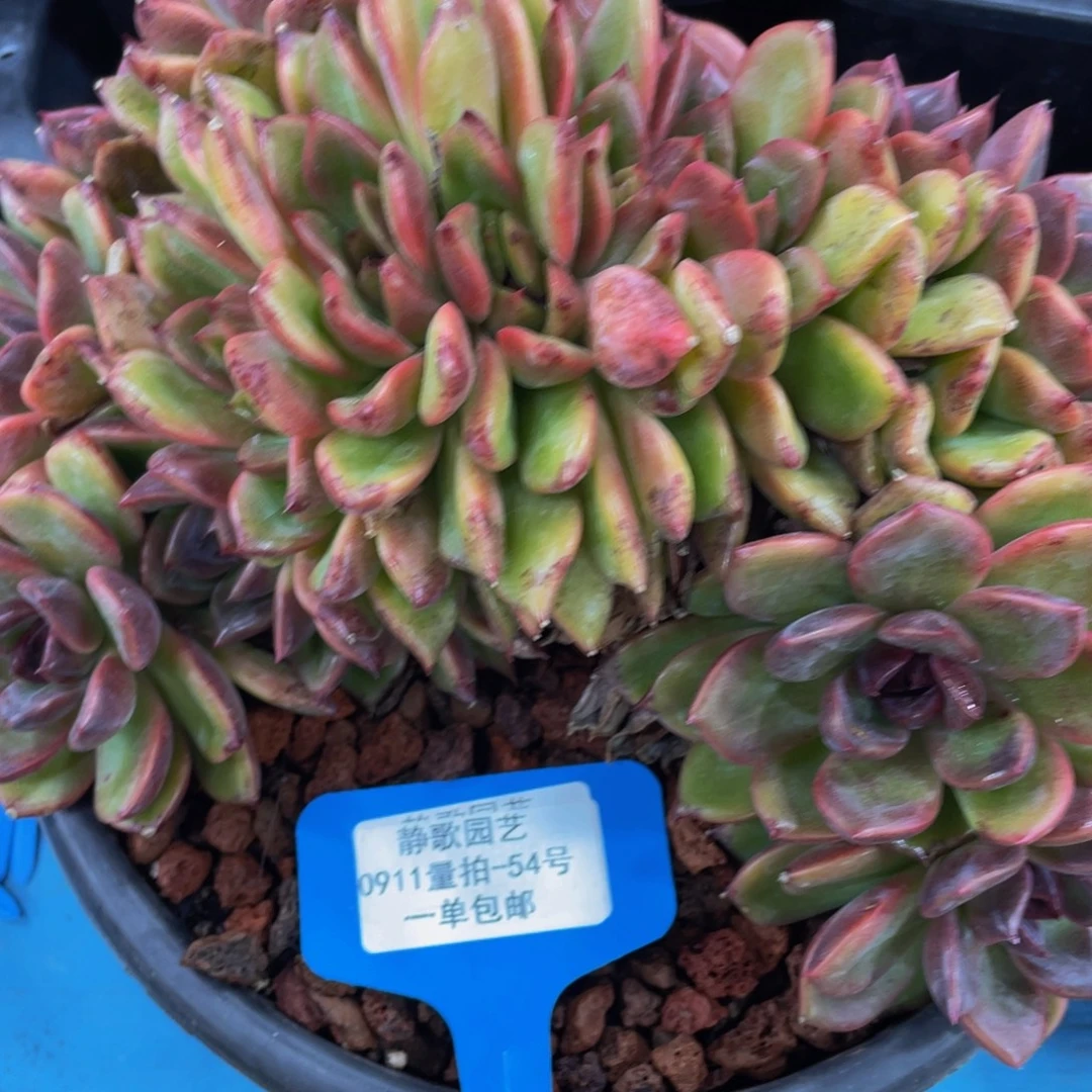 龙***冰0911-54-紫薇朵朵缀大群一颗