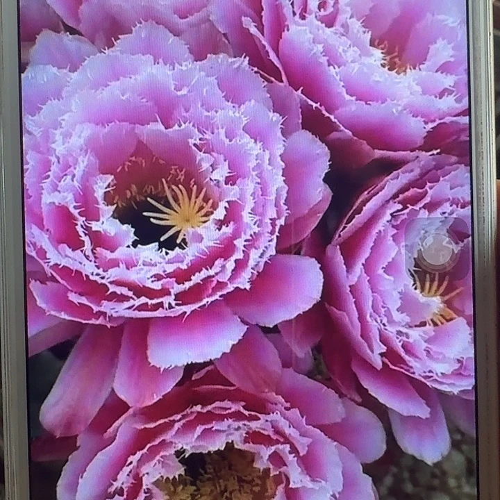 芸儿侧芽5公分毛花柱