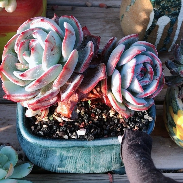 【闪购商品】暖*宝暖宝宝梦雪