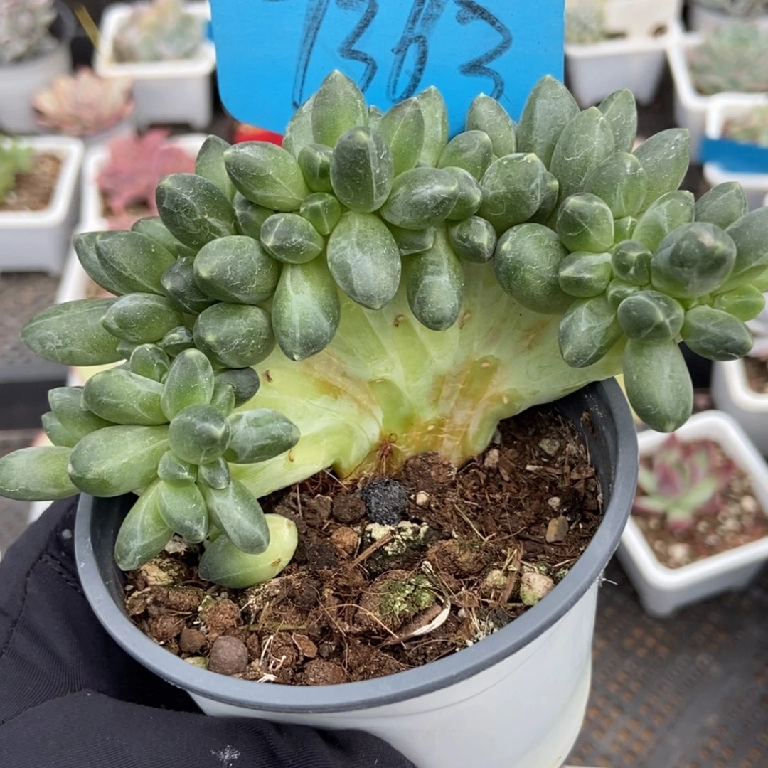 7363千代田缀多肉植物