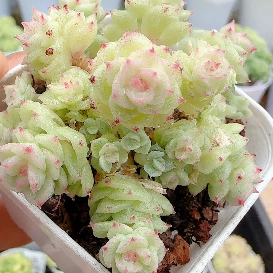 【闪购商品】1004-23优选麦杆