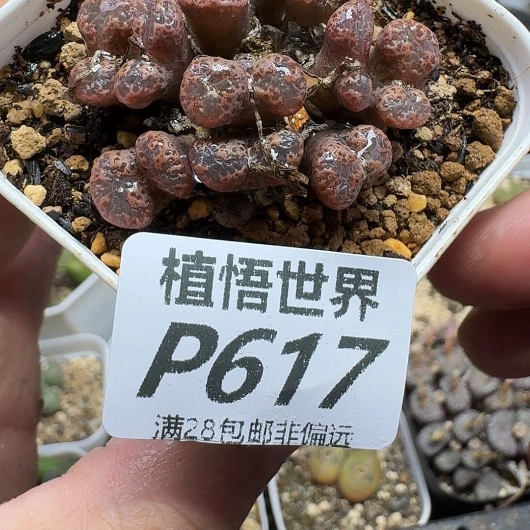 多肉植物的人生ghnn