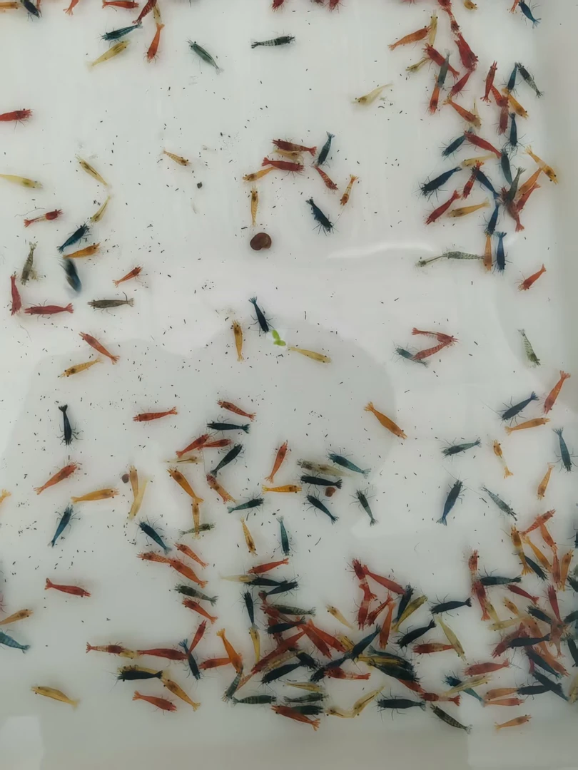 【直播间专属】大号虾一网捞40只包活30只