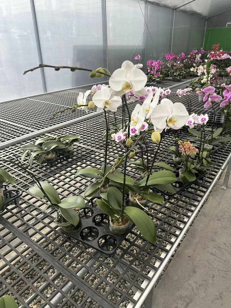 【大白v3 3.5寸】高奢精品蝴蝶兰