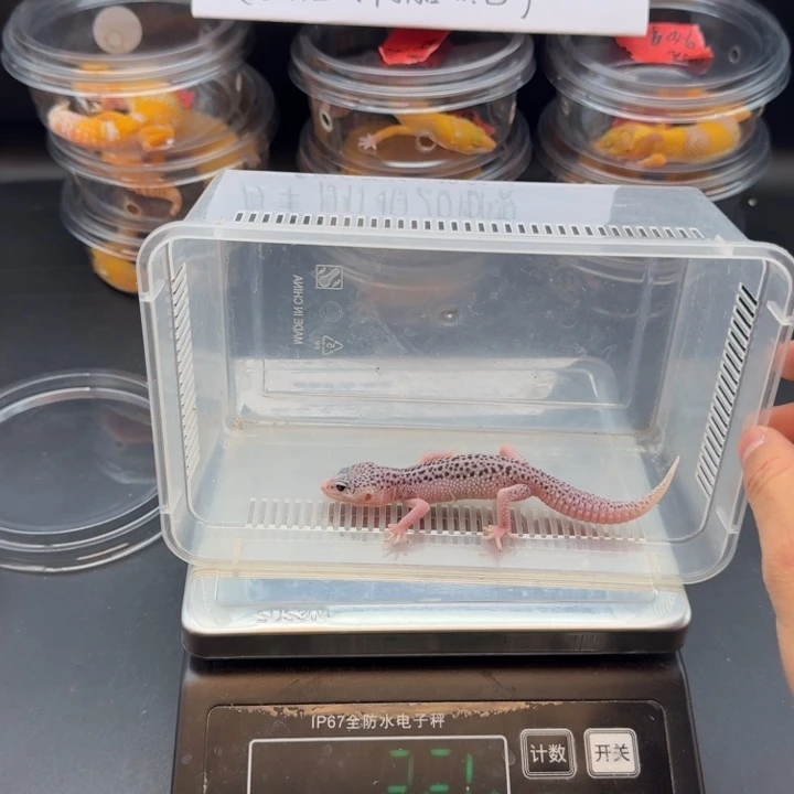 豹纹守宫银河妹妹