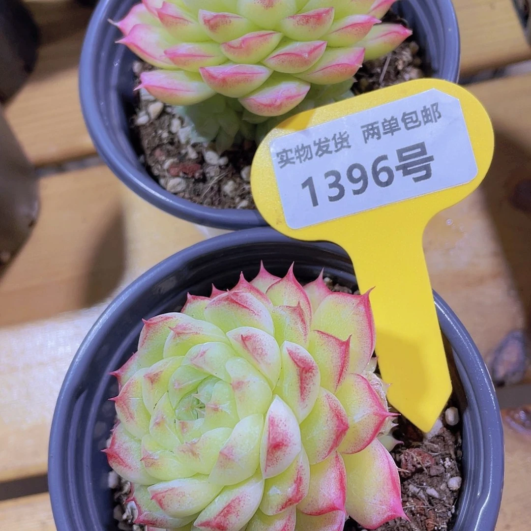 1396号 睫毛珍妮粉麦秆一颗