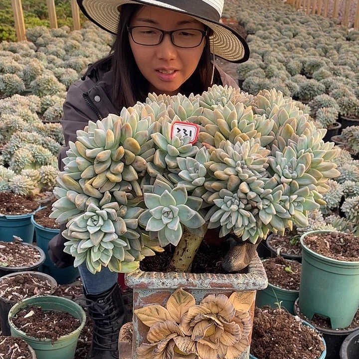 331 淡雪缀 一物一拍多肉