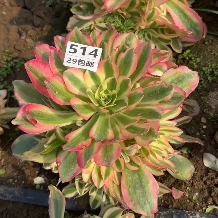 香妃……多肉植物……