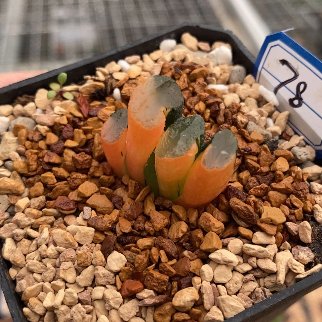 78号广重玉扇锦多肉