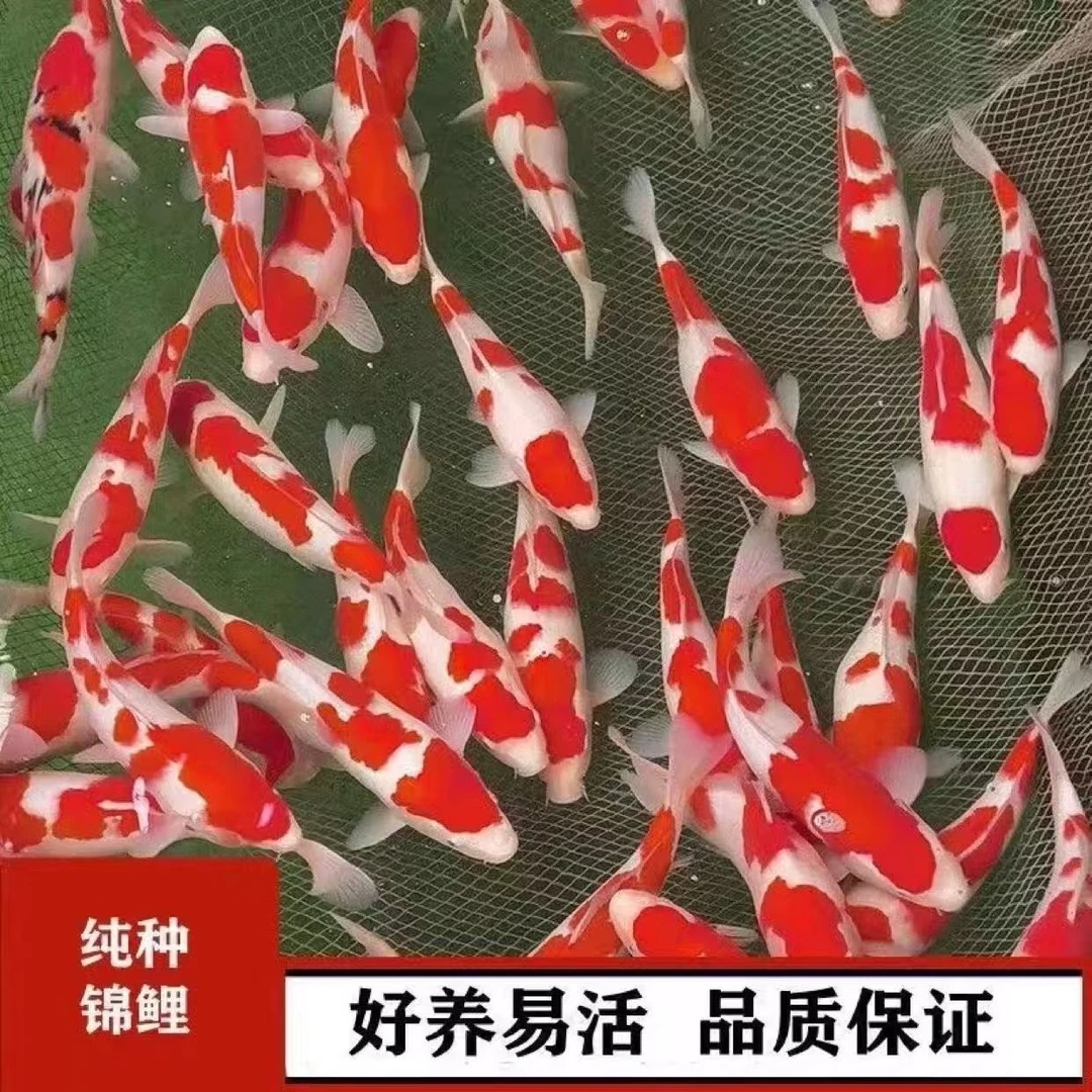 源头鱼场精品血统锦鲤观赏鱼活鱼淡水鱼好养耐活风水招财