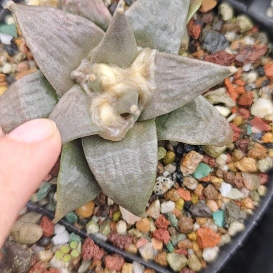 一物一拍，实生仙人球！