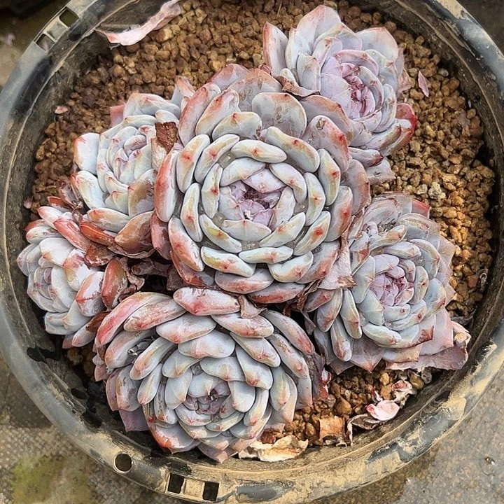 【闪购商品】无砍星影