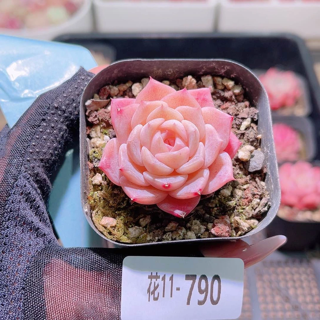 花利美11-790纯爱