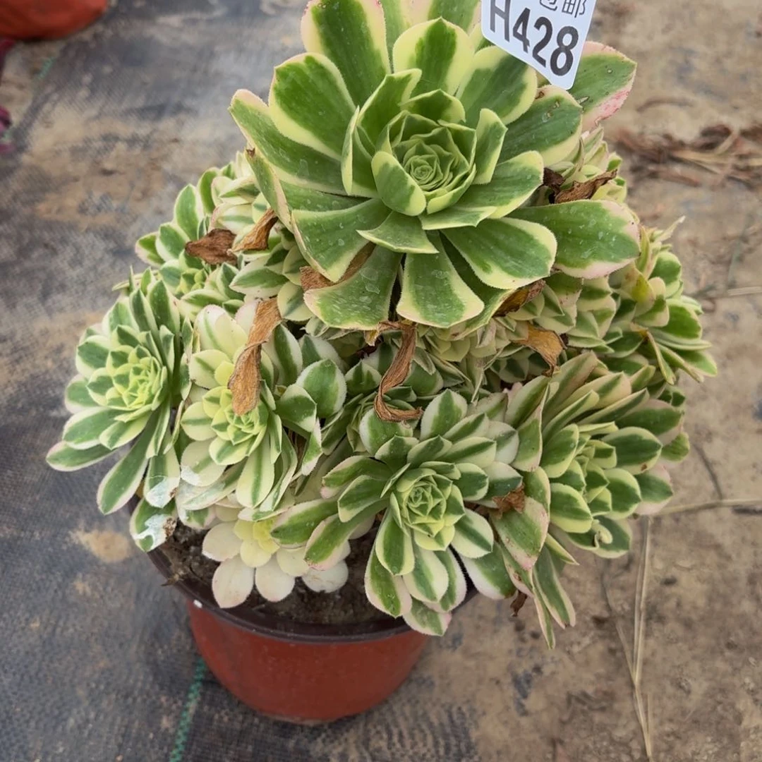 无花朵428多肉植物捧花的