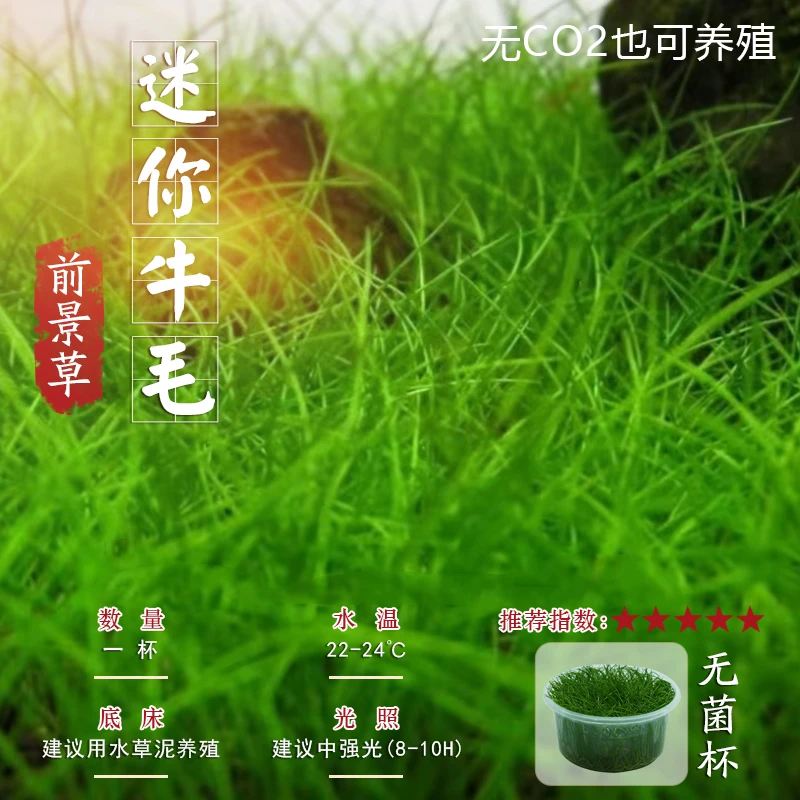 迷你牛毛草阴性水草淡水草淡水植物鱼缸造景前景懒人草坪无菌增氧
