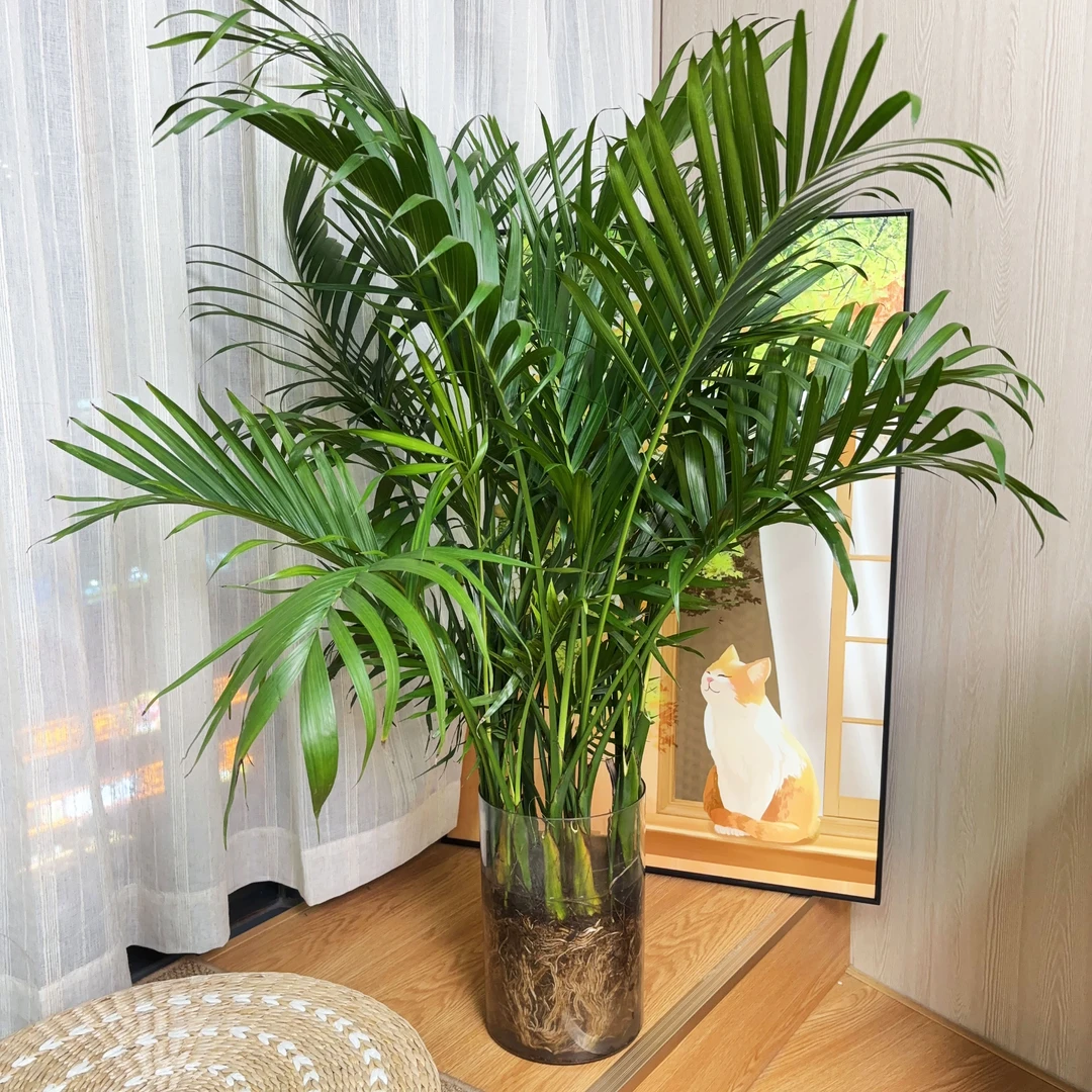 水培富贵椰子四季长青加湿净化空气去甲醛
