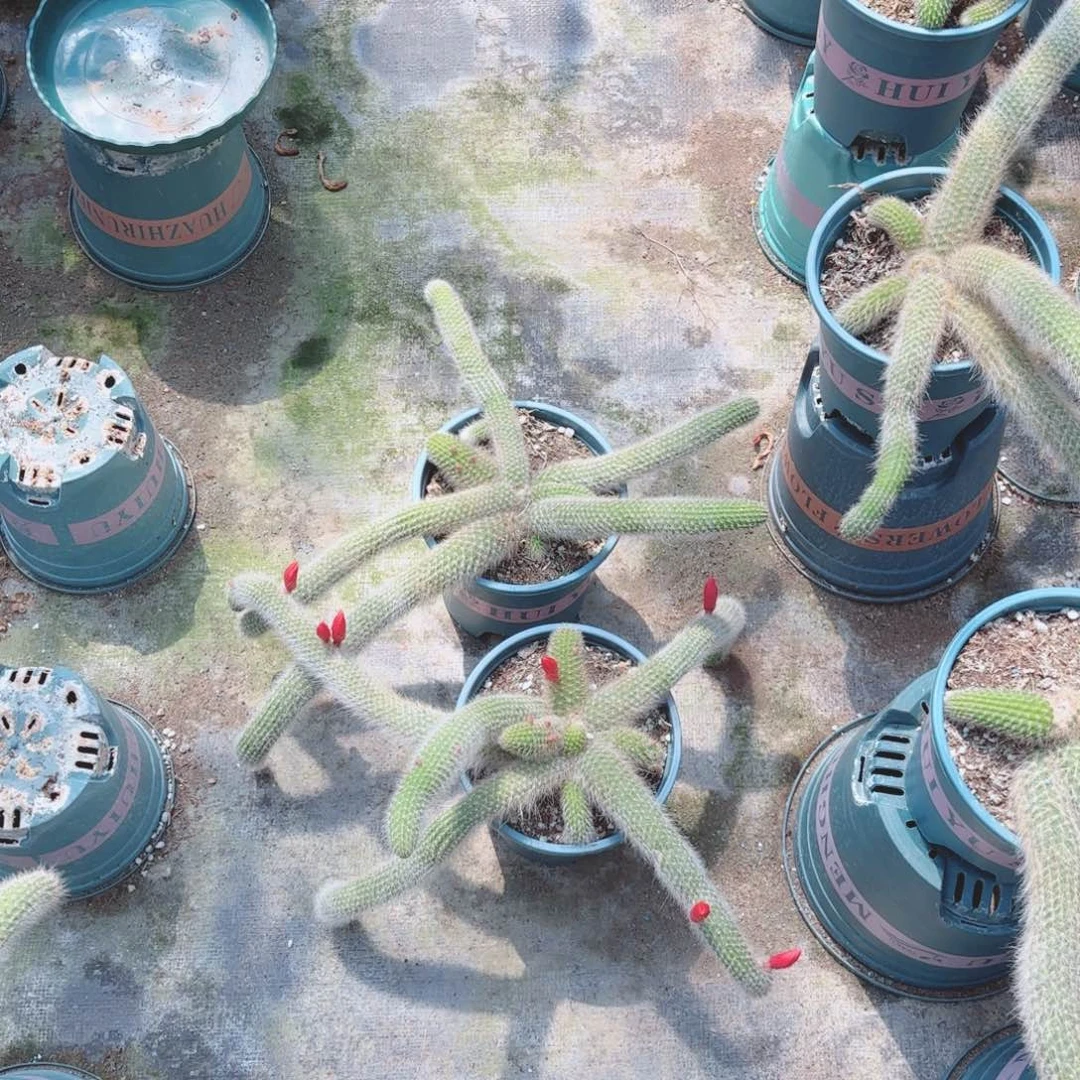 九尾狐两颗包邮包邮