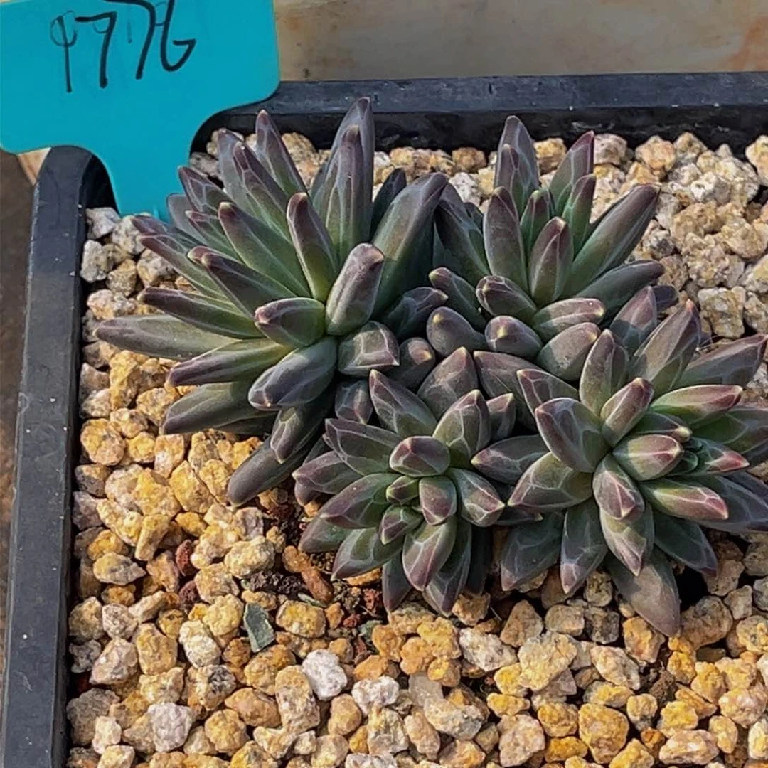 1776号上午多肉植物群生多肉