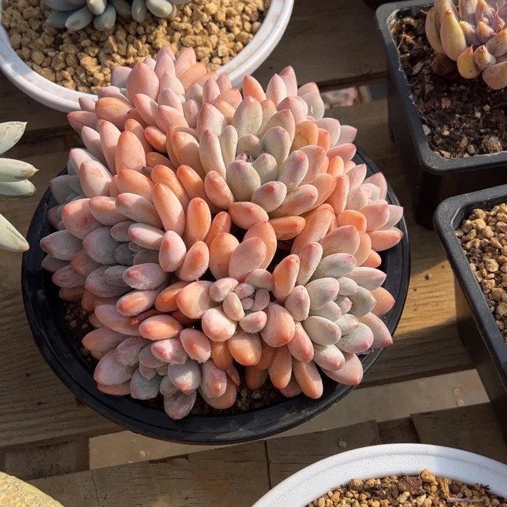 新香水 群生 夏鸣园艺