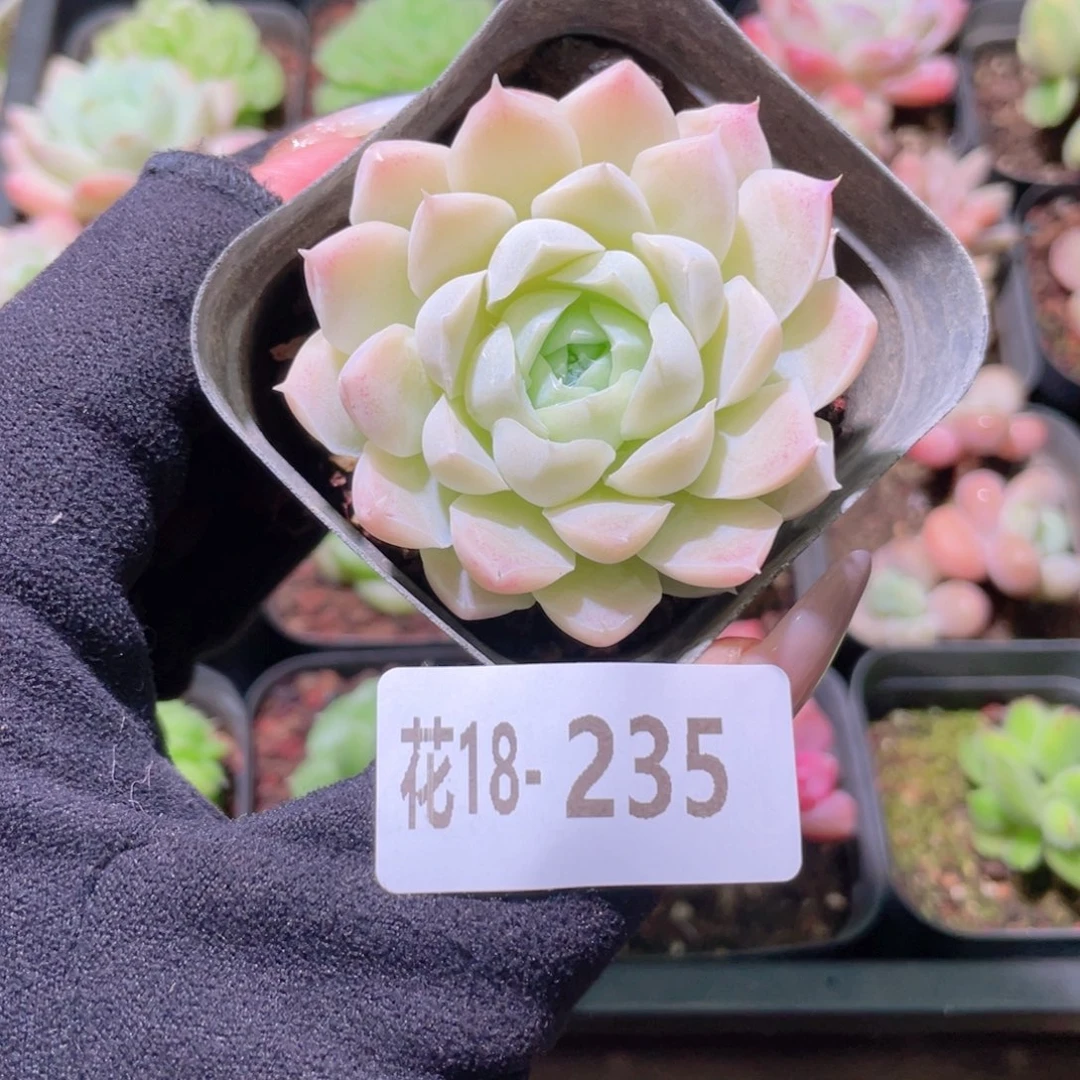 花利美18-235白月影